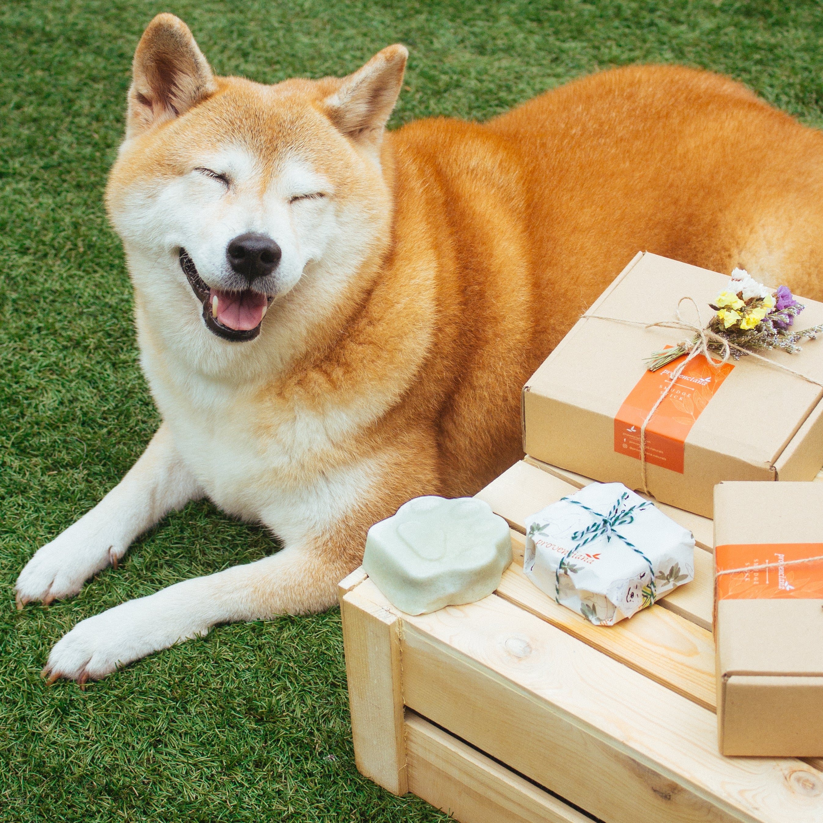 Dymka, the dog who inspired the product, posing outdoors next to the natural pet soap bar.